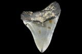 Bargain, Fossil Megalodon Tooth - North Carolina #119436-1